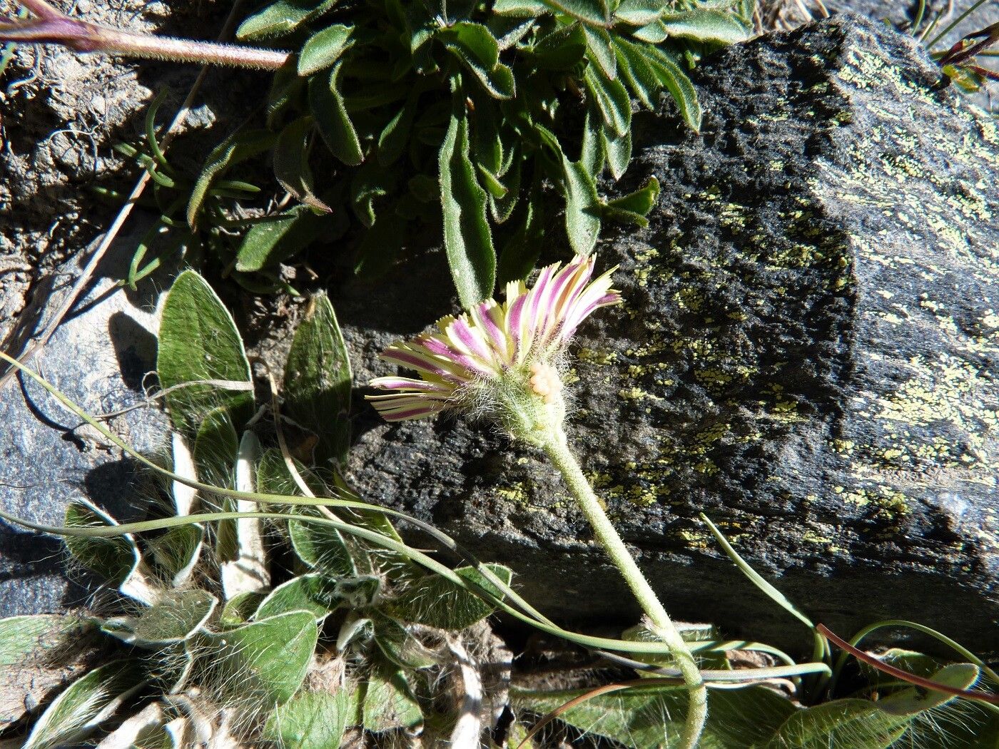 Pilosella peleteriana flower