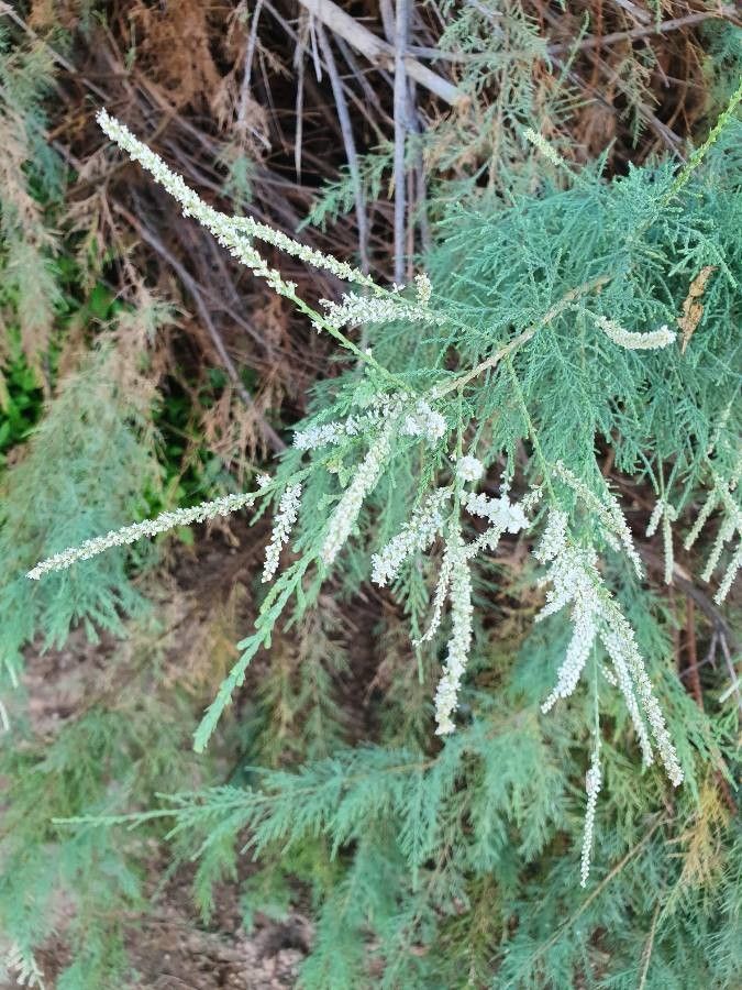 Suaeda monoica flower