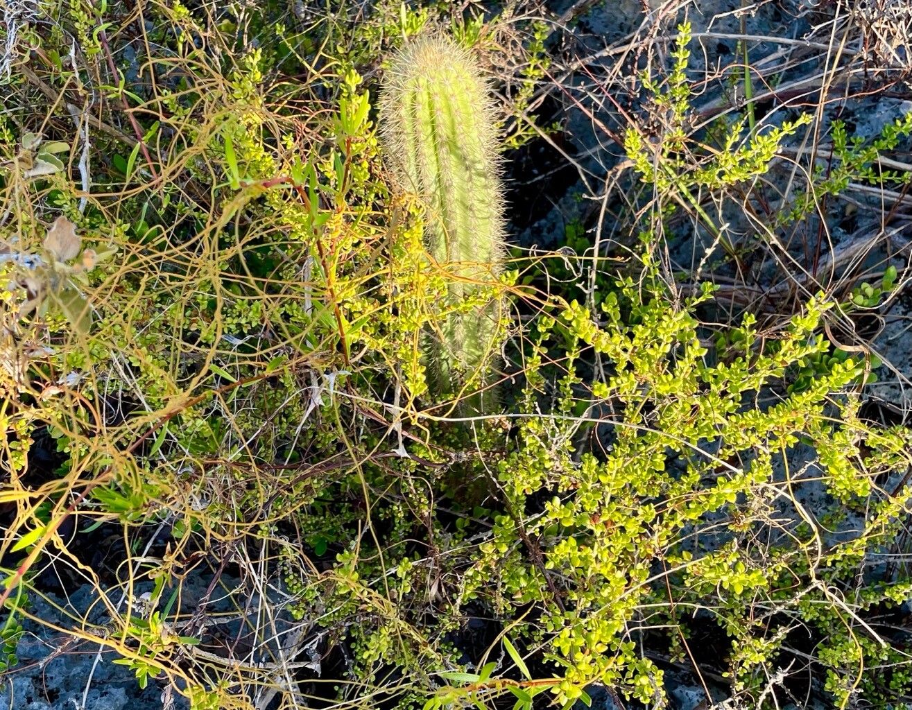 Pilosocereus jamaicensis bark