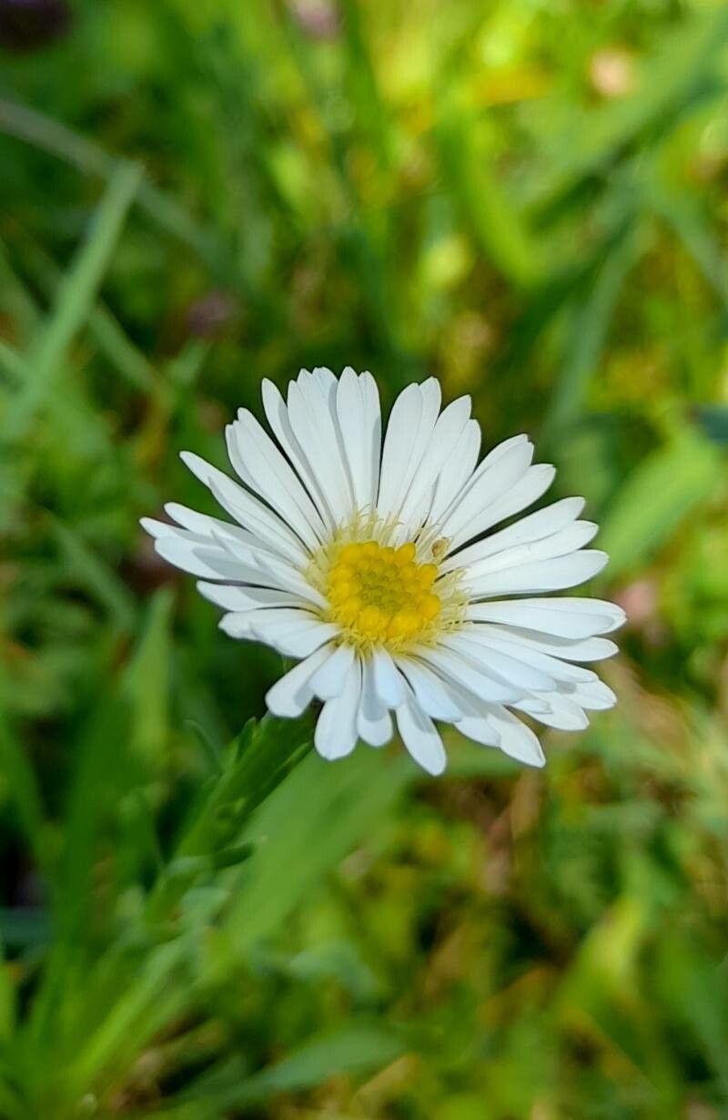 Symphyotrichum glabrifolium flower