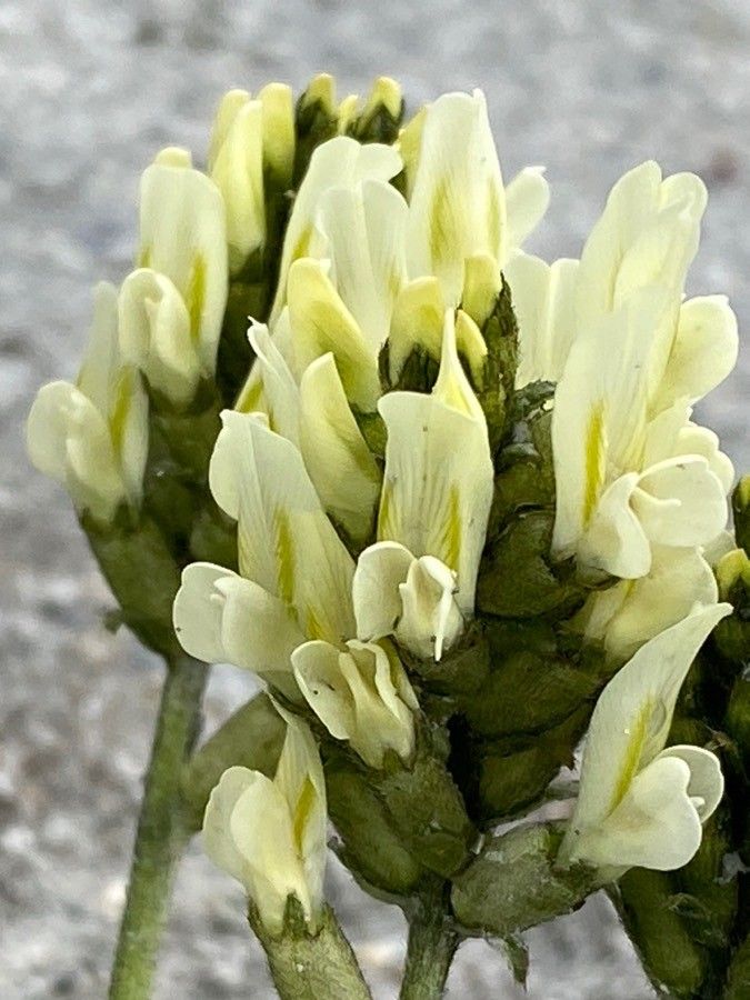 Oxytropis campestris flower