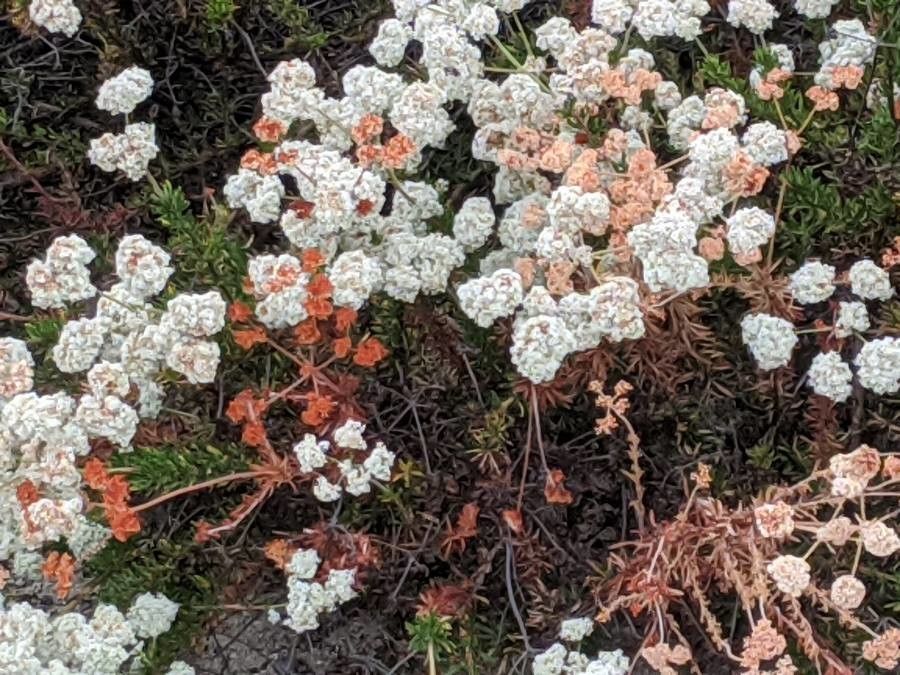 Eriogonum parvifolium flower