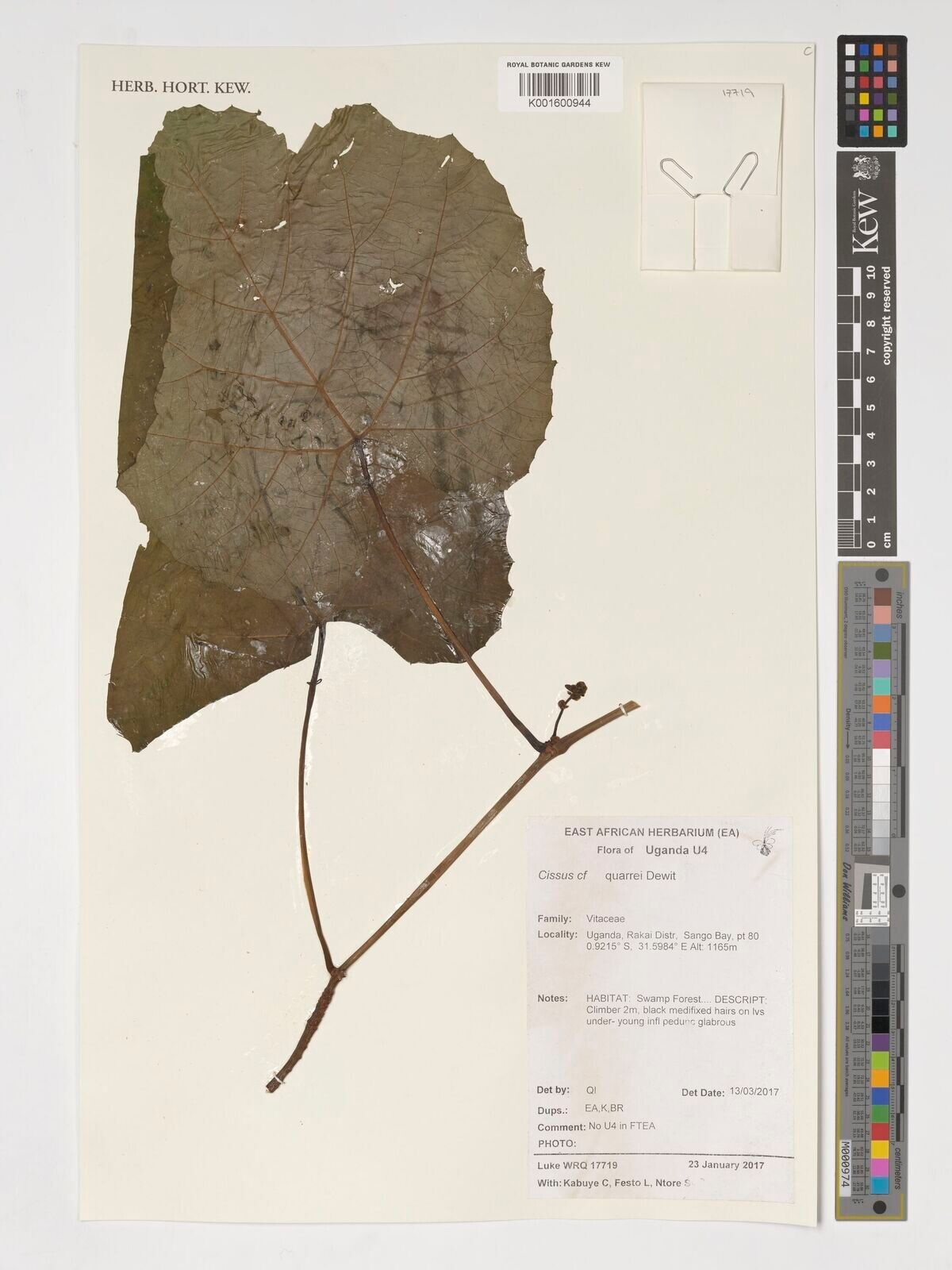 Cissus quarrei — houseplant care guide