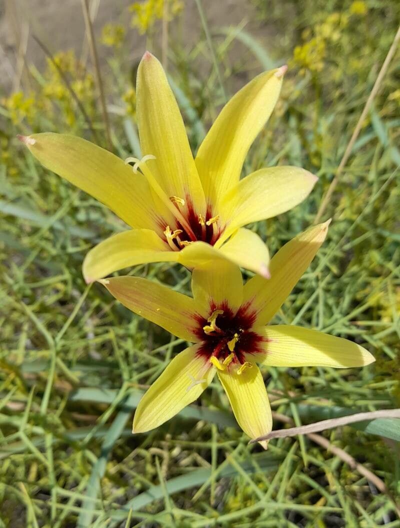 Zephyranthes gilliesiana flower