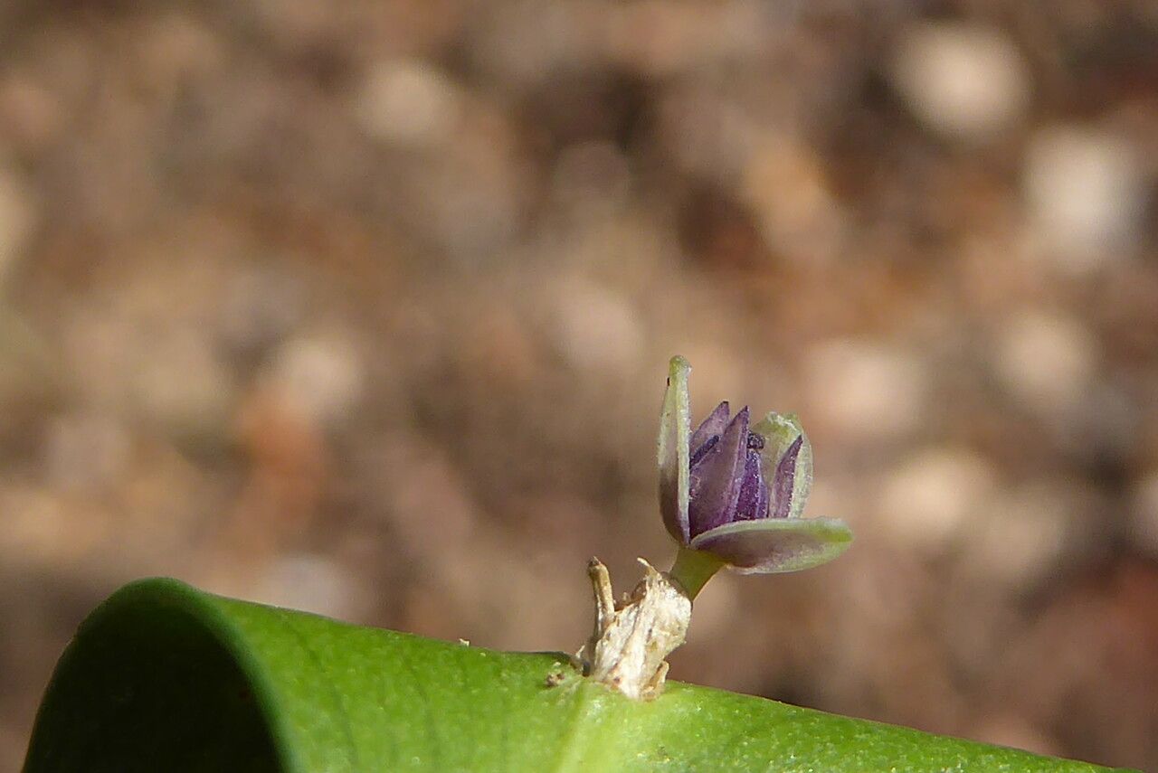 Ruscus aculeatus flower