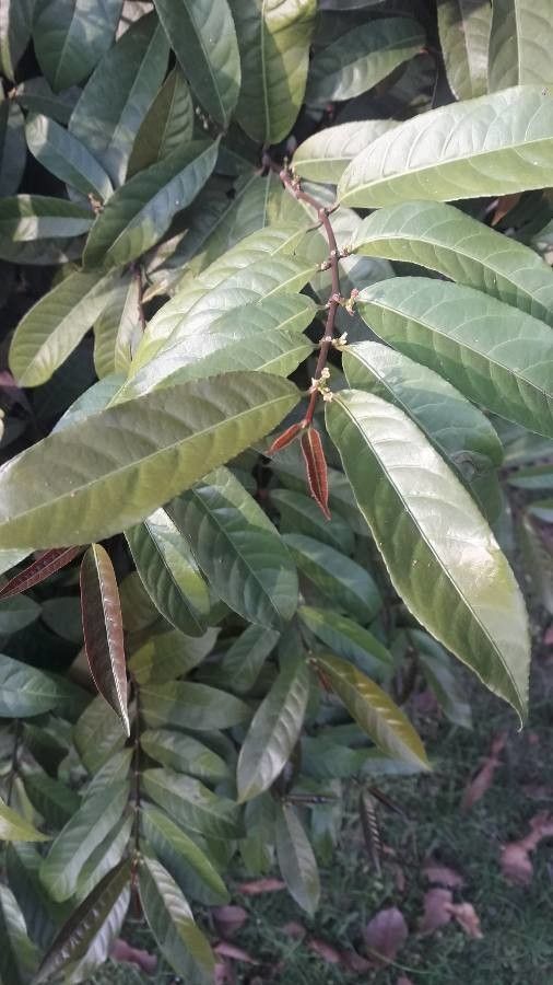 Excoecaria cochinchinensis leaf