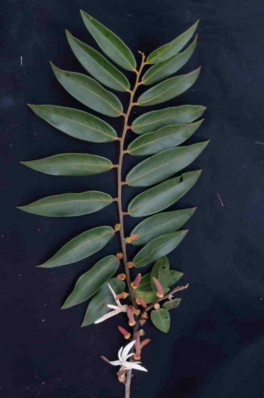 Xylopia aromatica — search result for 'Annonaceae'