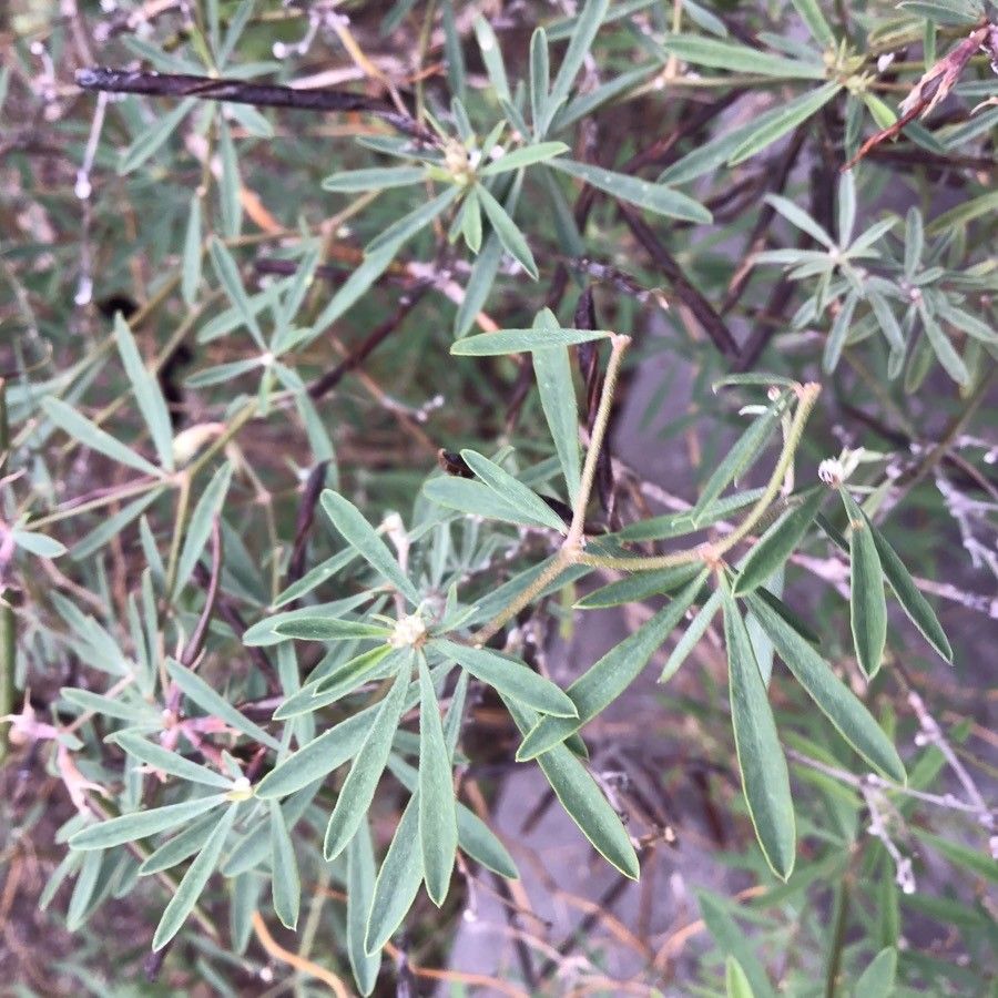 Lotus jacobaeus — search result for 'Lotus'