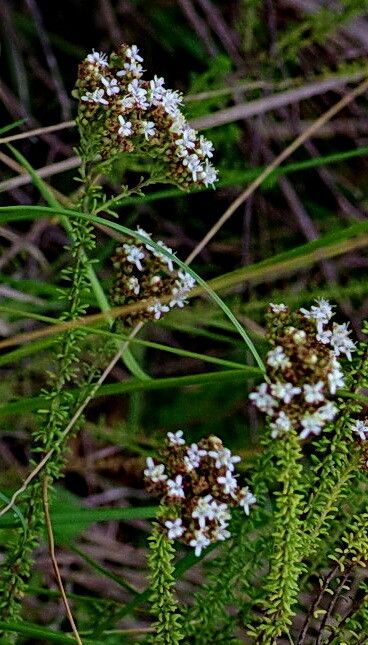 Selago corymbosa — related species from the same genus