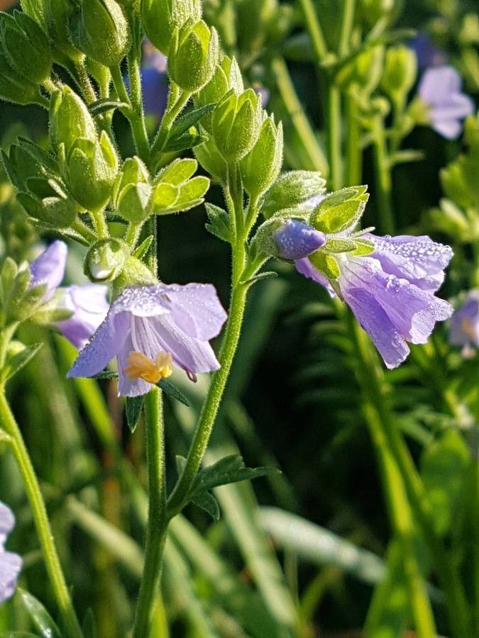 Polemonium occidentale flower