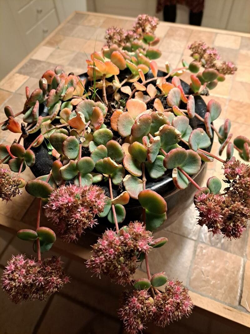 Hylotelephium sieboldii bark