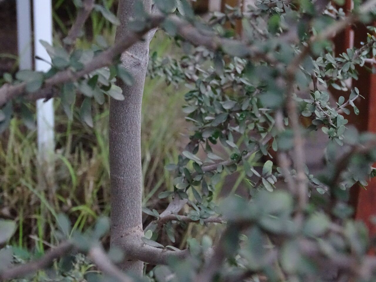 Pyrostria serpentina bark