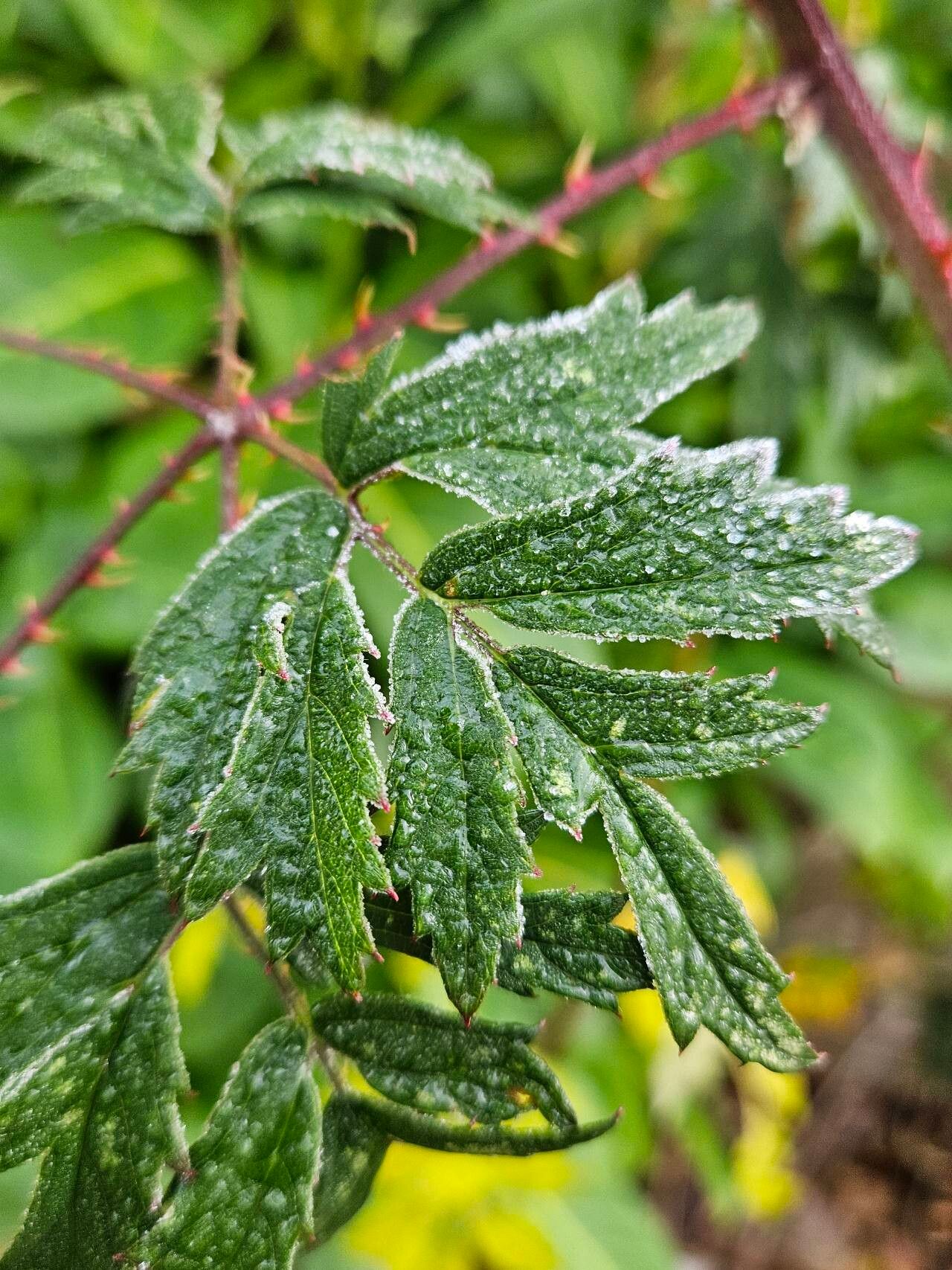 Rubus nemoralis — search result for 'Rubus'