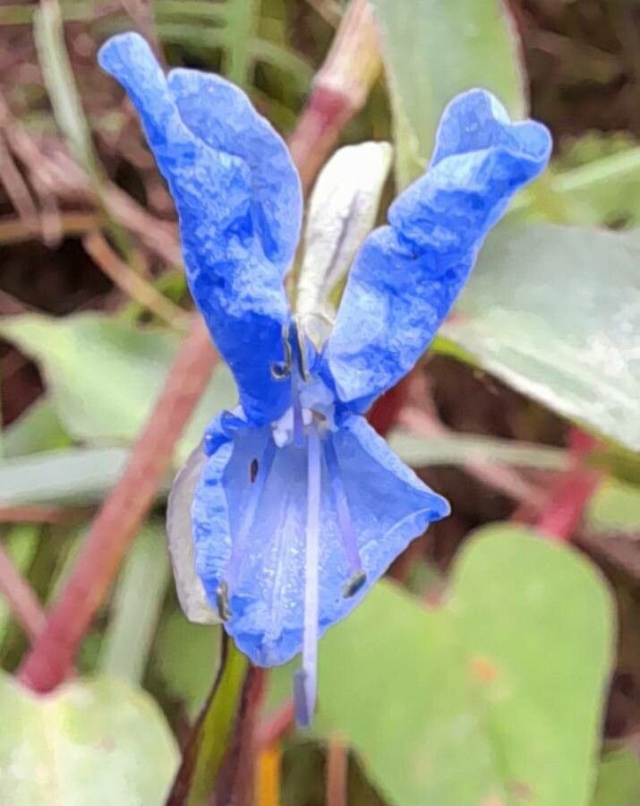 Commelina tuberosa flower