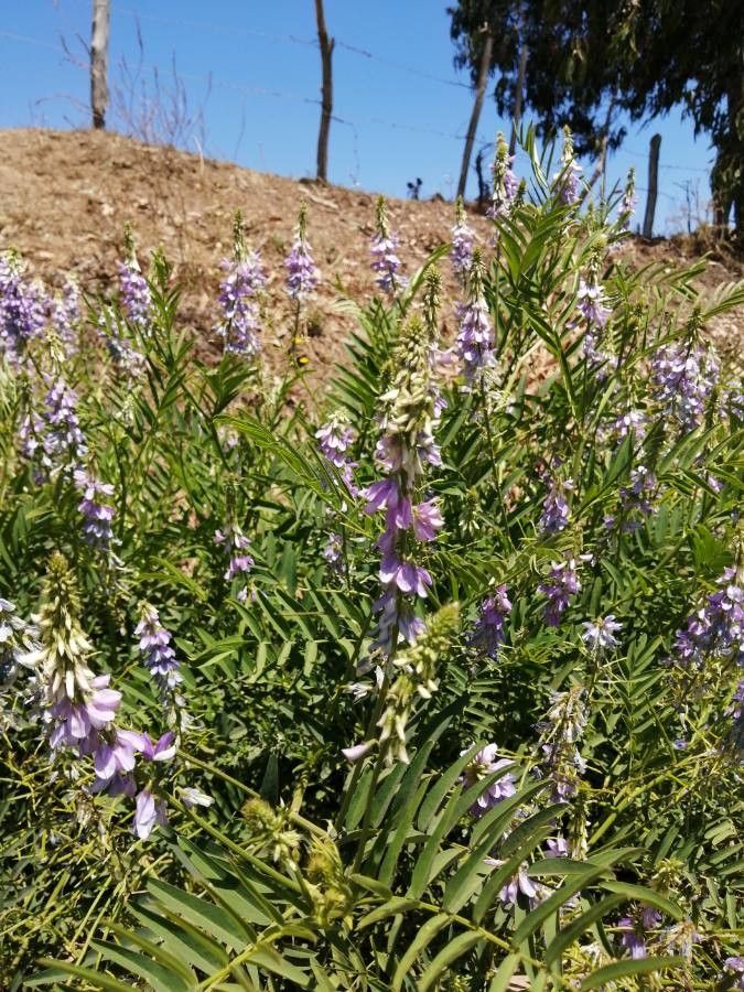 Tephrosia cinerea flower