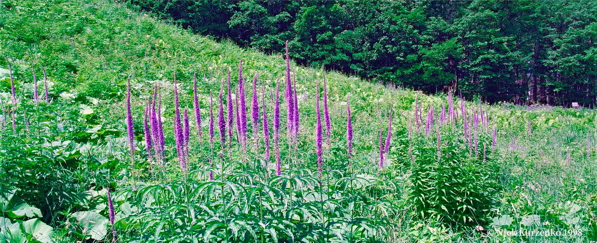 Leptandra sibirica habit