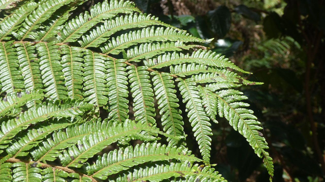 Cyathea borbonica leaf