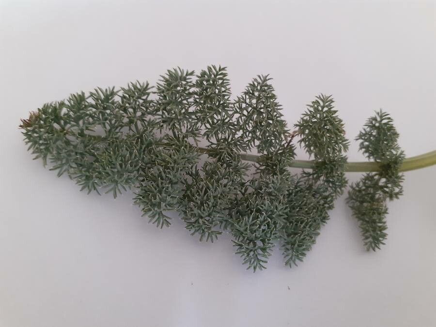 Lomatium ravenii leaf