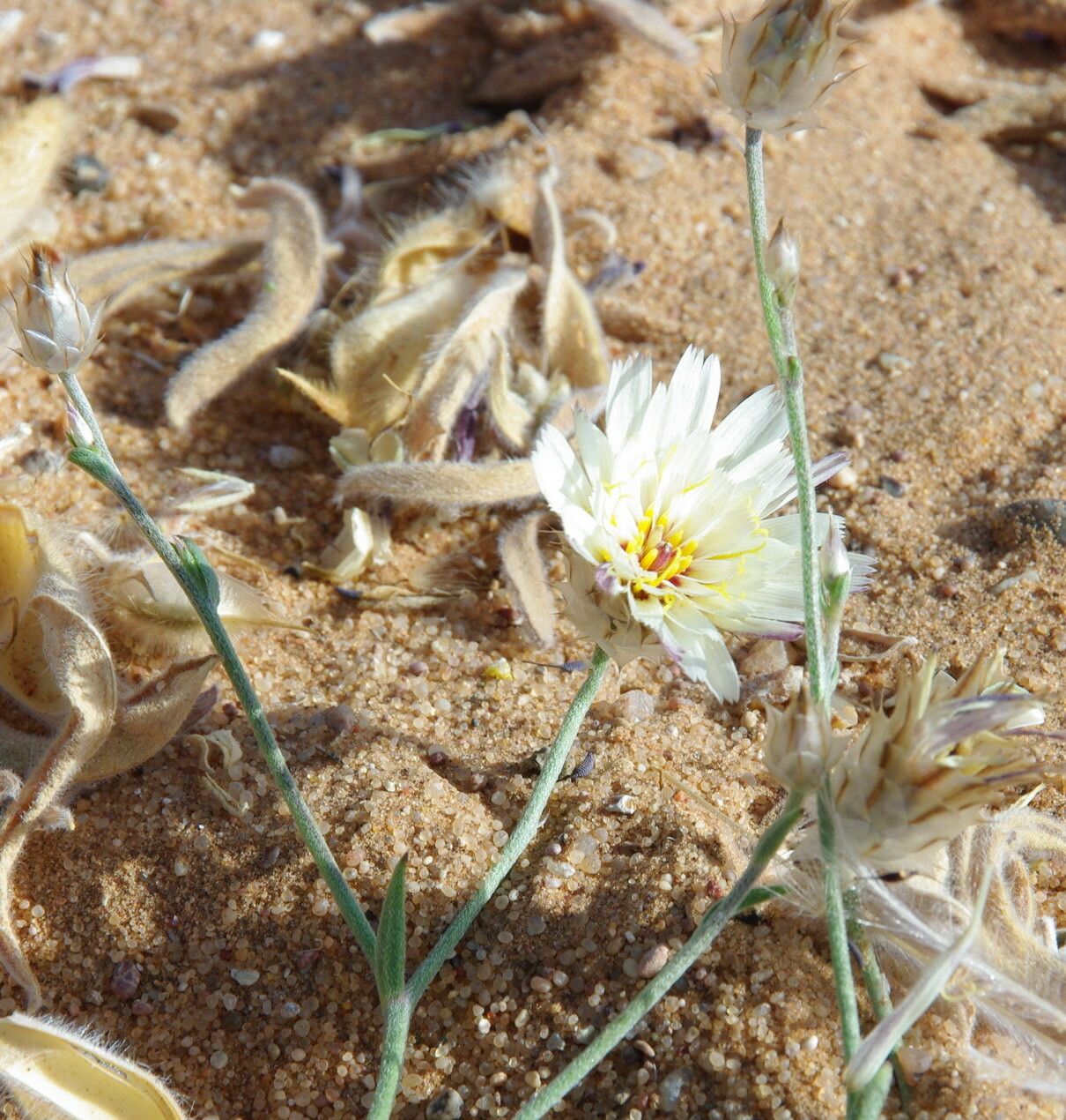 Catananche arenaria flower