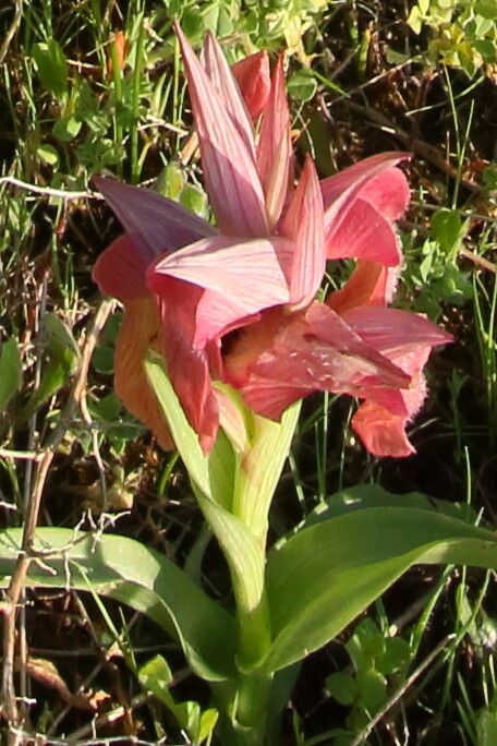 Serapias neglecta flower