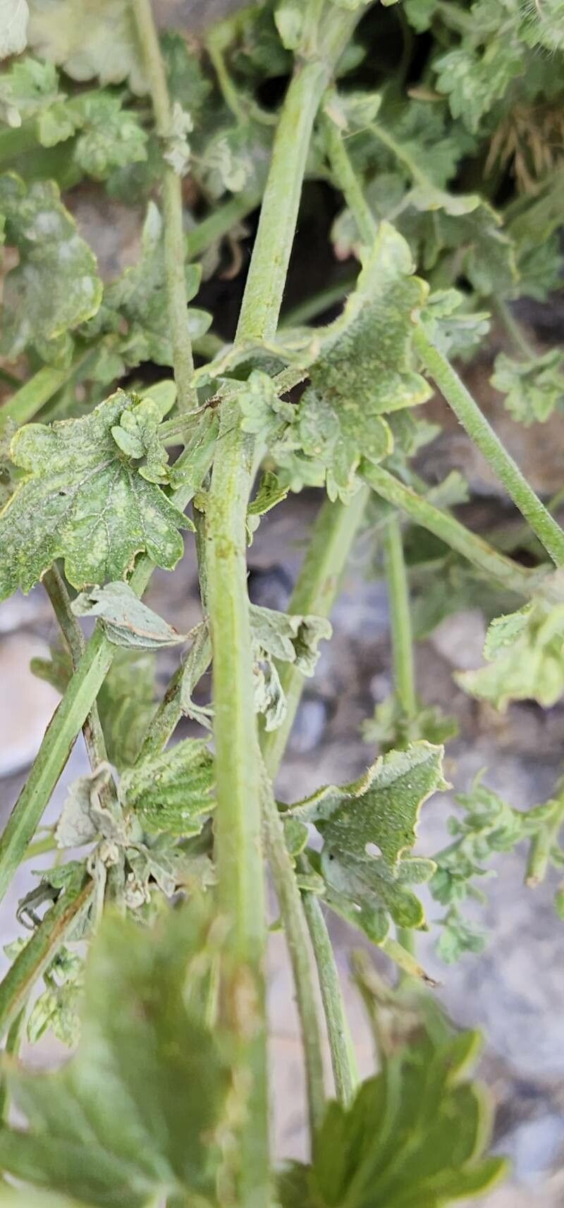 Nepeta macrosiphon bark