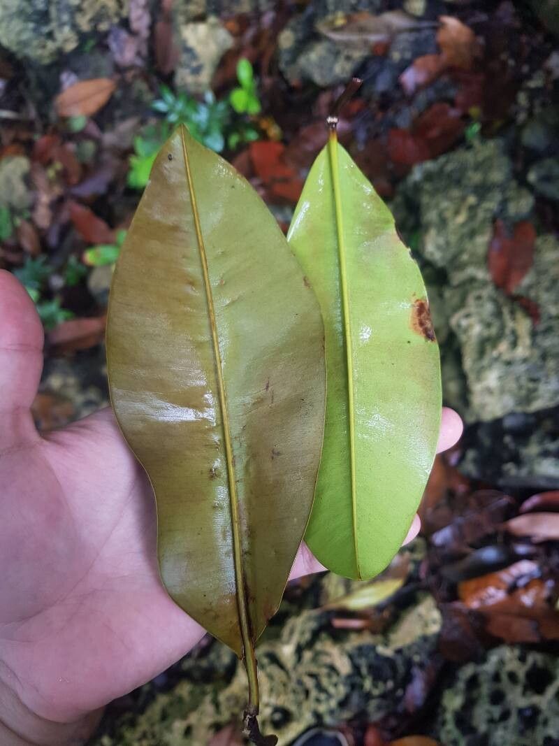 Manilkara spectabilis leaf