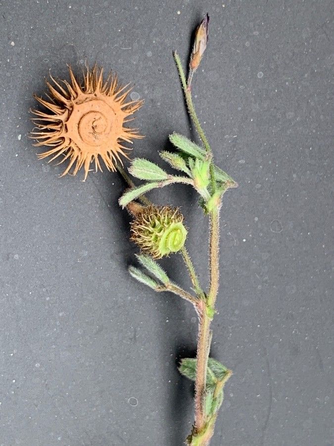 Medicago disciformis fruit