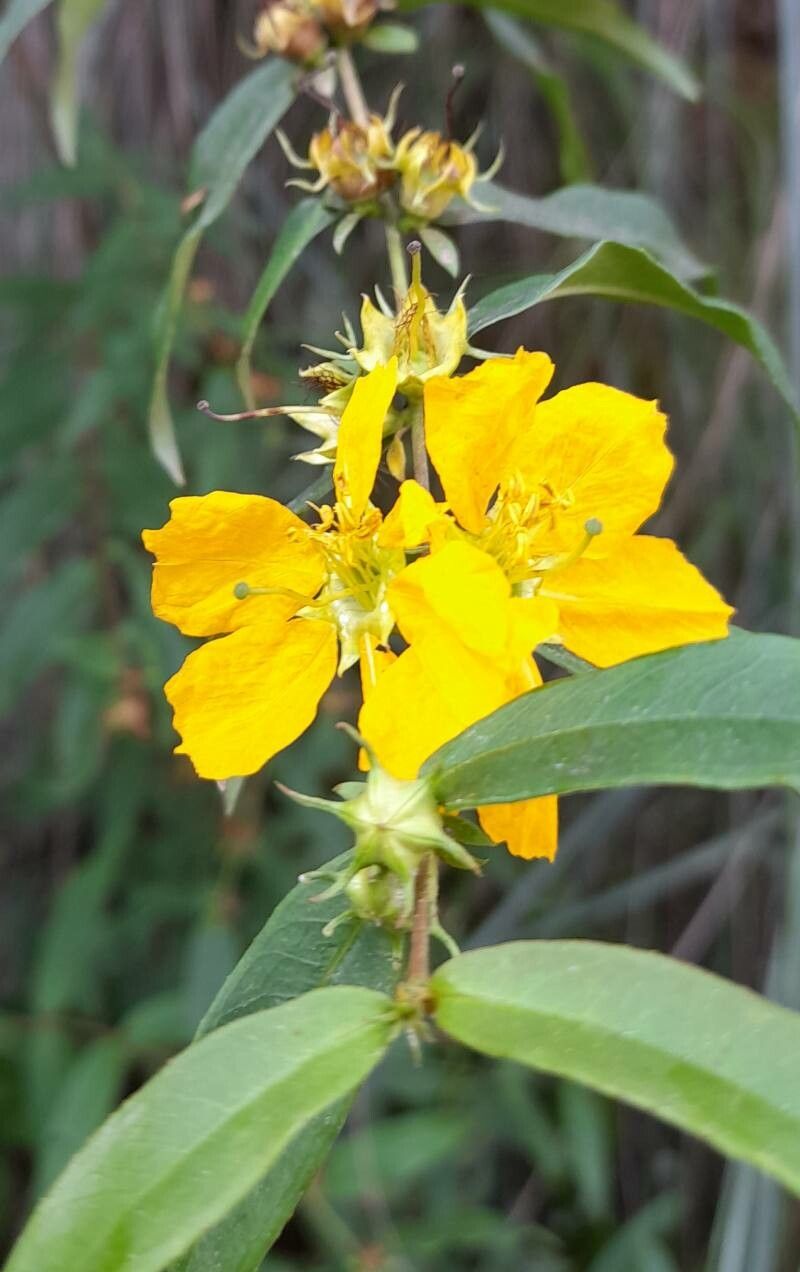 Heimia montana flower