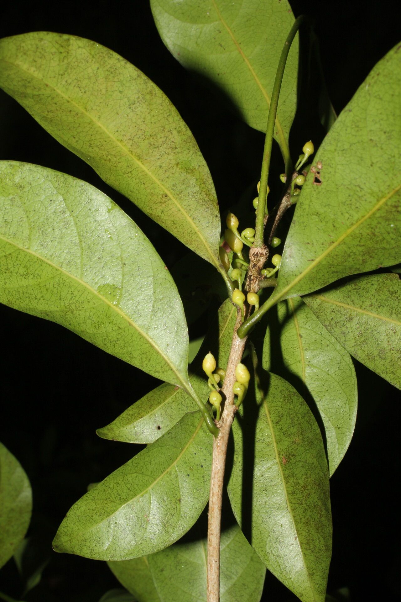 Pouteria juruana fruit