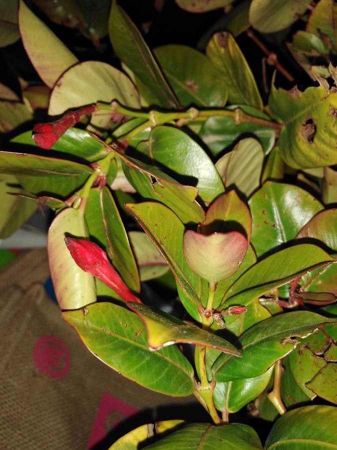 Metrosideros brevistylis