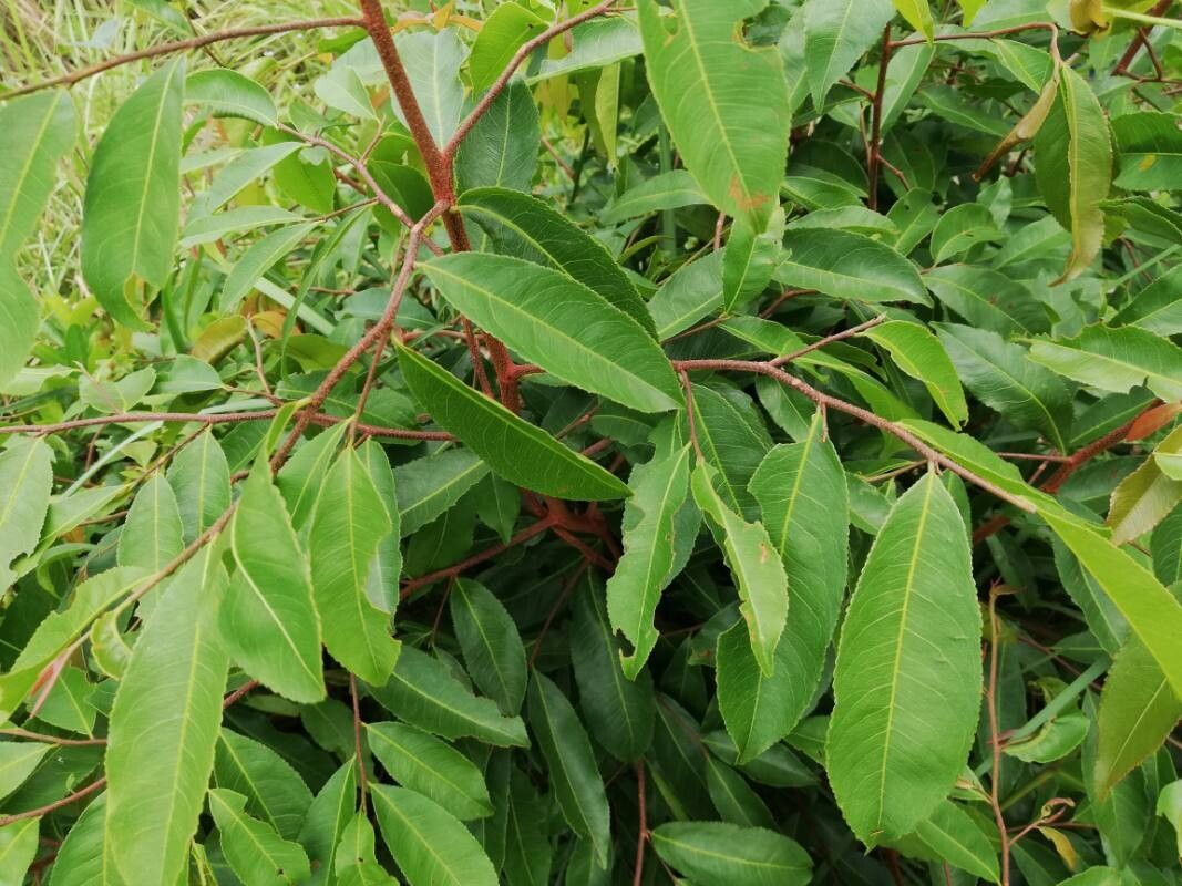 Ochna afzelii leaf