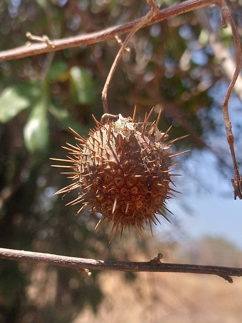 Ayenia voulily — houseplant care guide