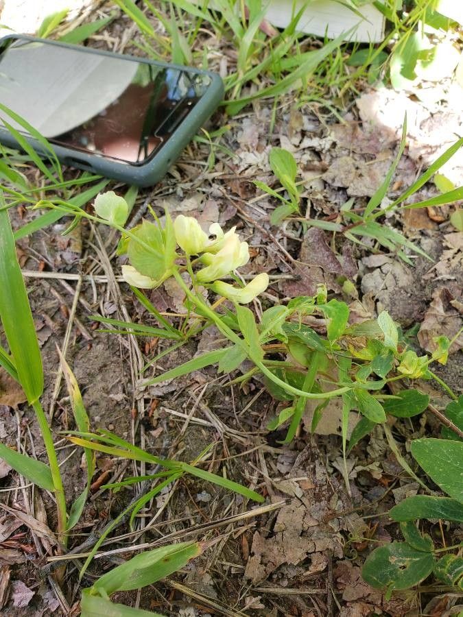 Lathyrus ochroleucus leaf