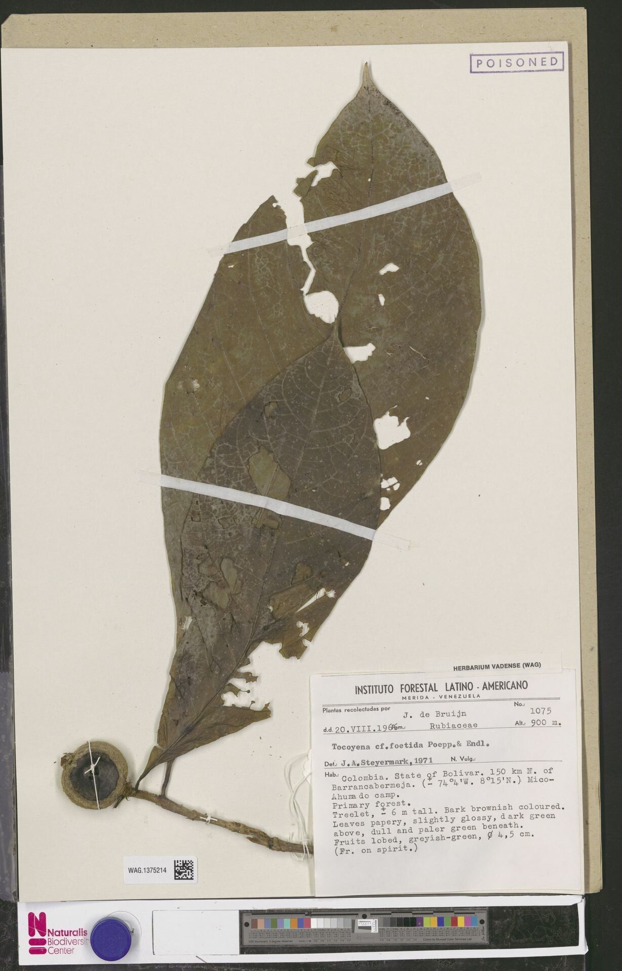 Tocoyena foetida fruit