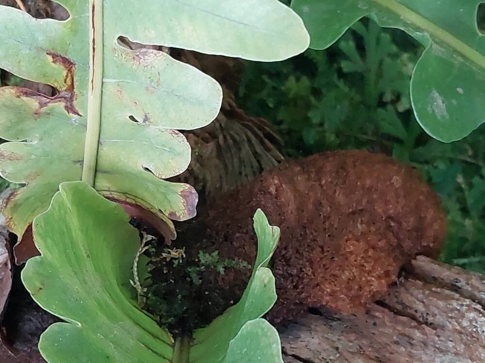 Drynaria meyeniana bark