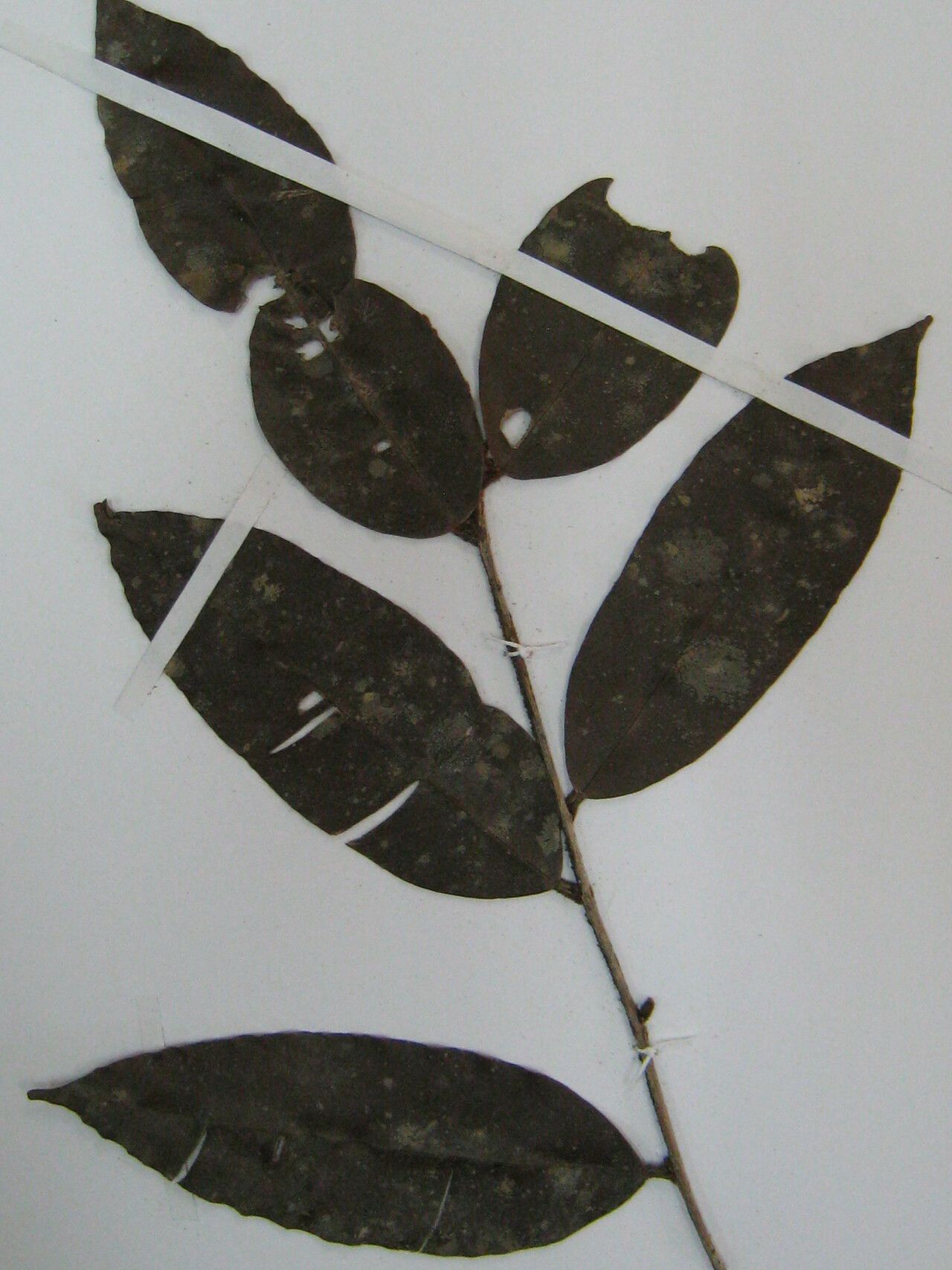 Micropholis trunciflora other