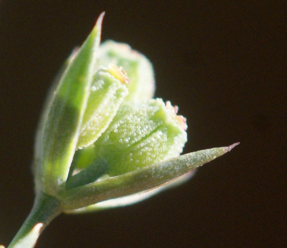 Bupleurum tenuissimum fruit