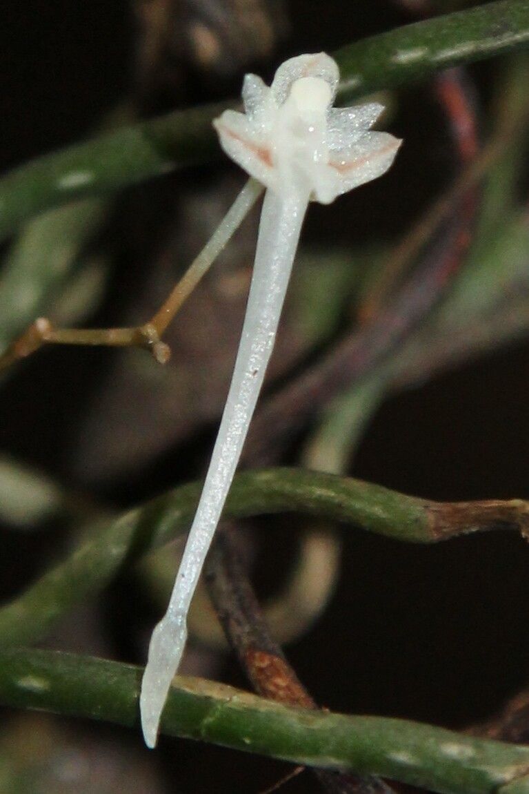Microcoelia microglossa flower