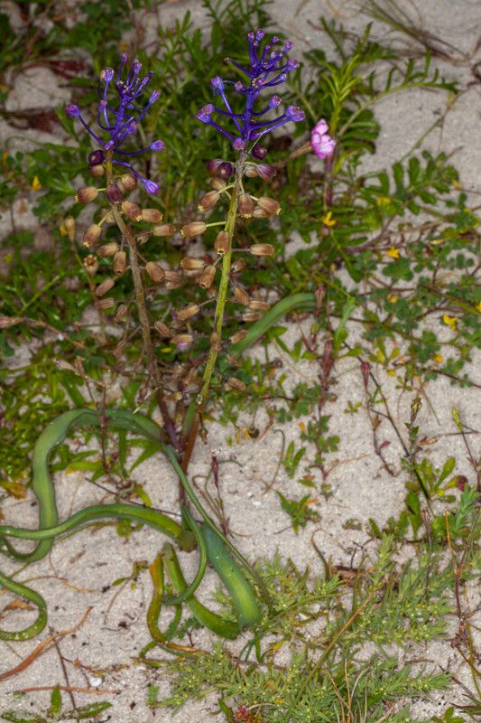 Leopoldia comosa leaf