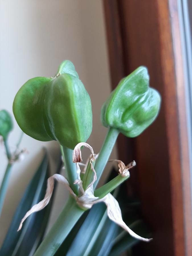 Hippeastrum reticulatum fruit
