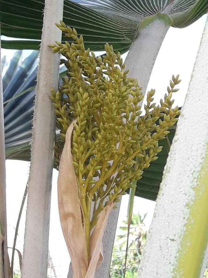 Pritchardia pacifica flower