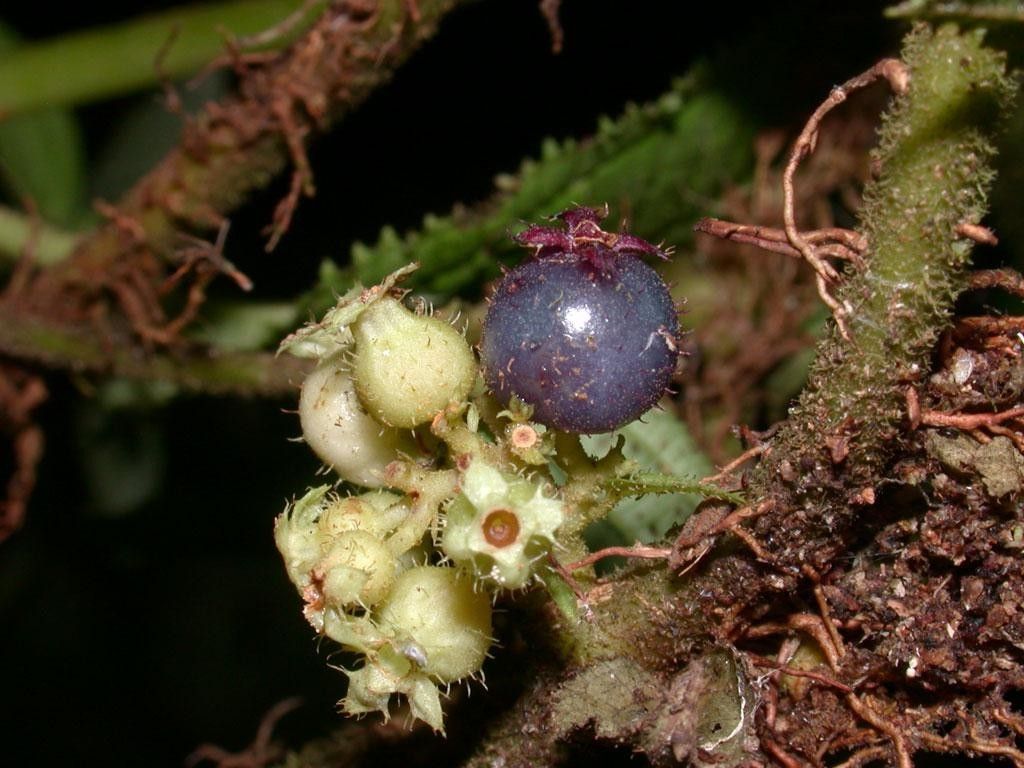Clidemia epiphytica fruit