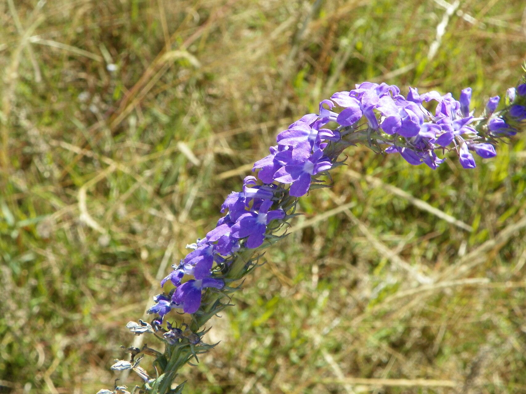 Lobelia fenestralis — search result for 'Lobelia'
