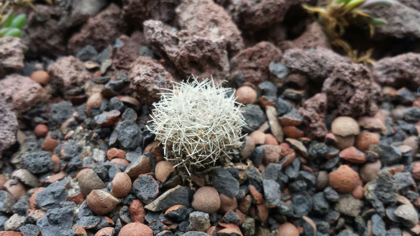 Escobaria sandbergii — houseplant care guide