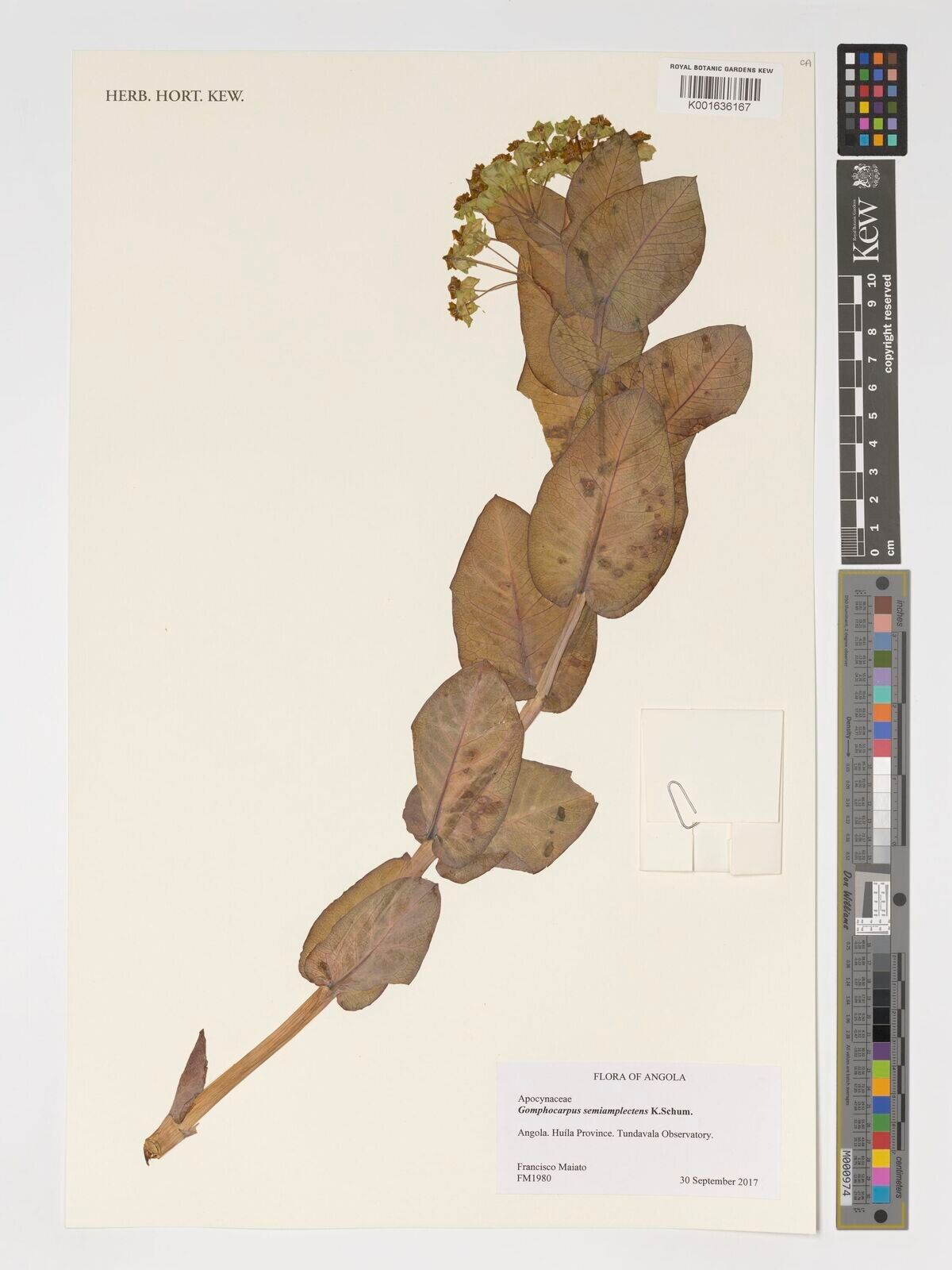 Gomphocarpus semiamplectens — houseplant care guide