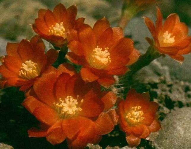 Aylostera einsteinii flower