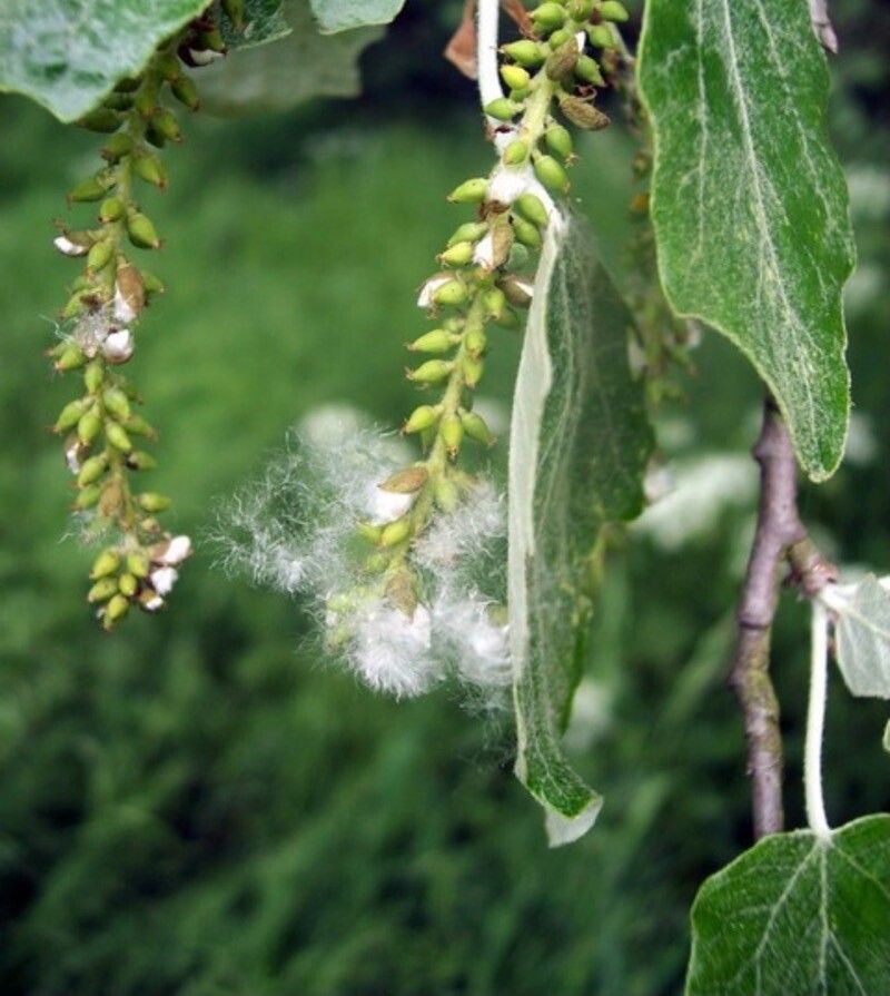 Populus × canescens fruit