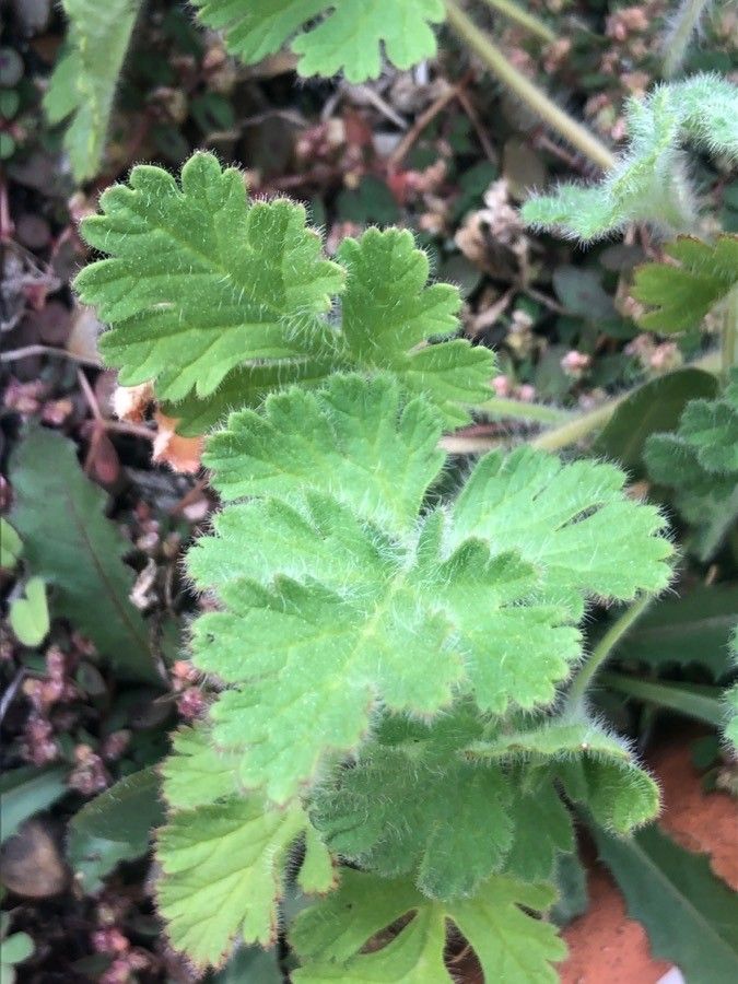Erodium trifolium — search result for 'Erodium'