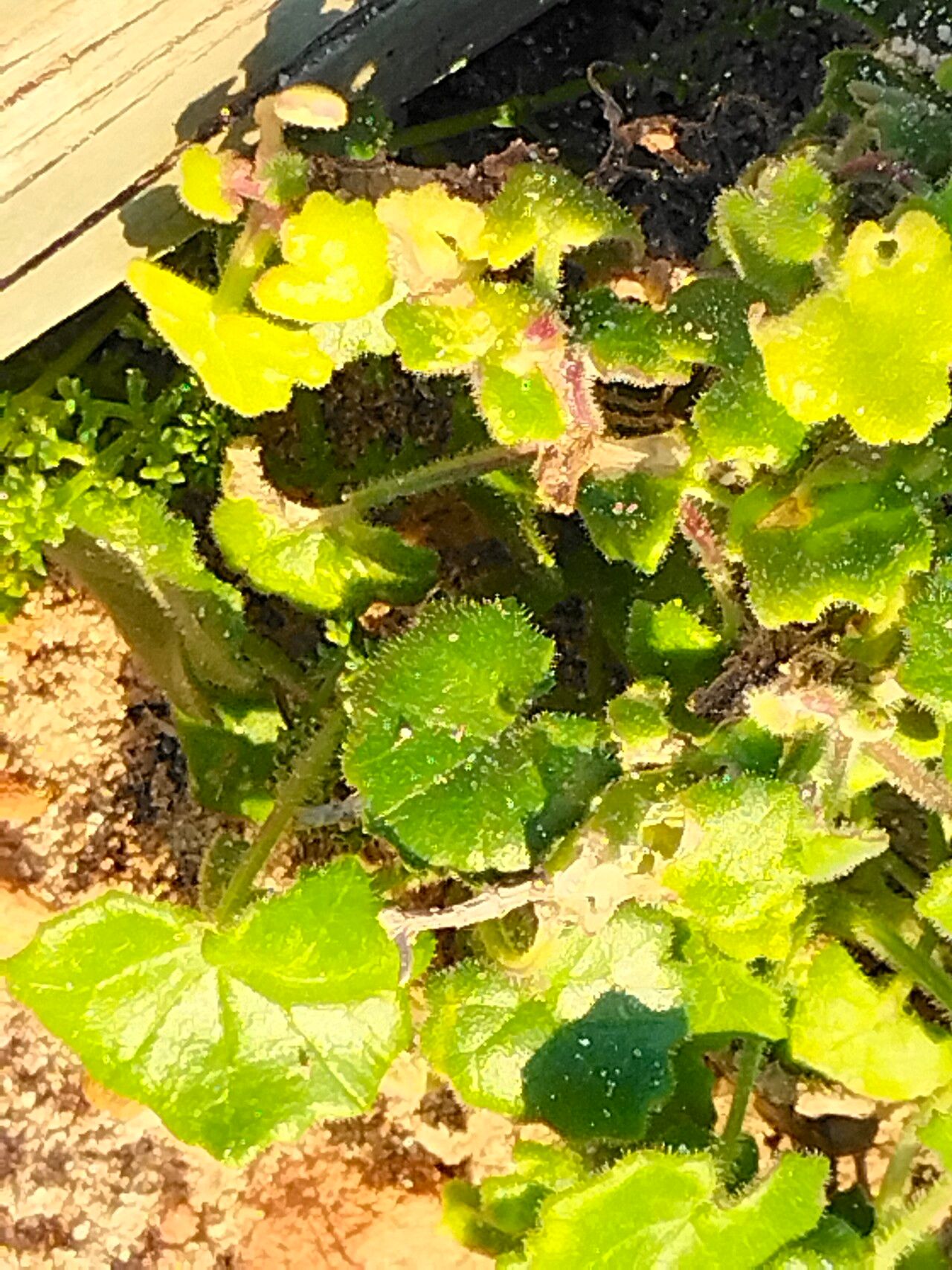 Cineraria geifolia habit