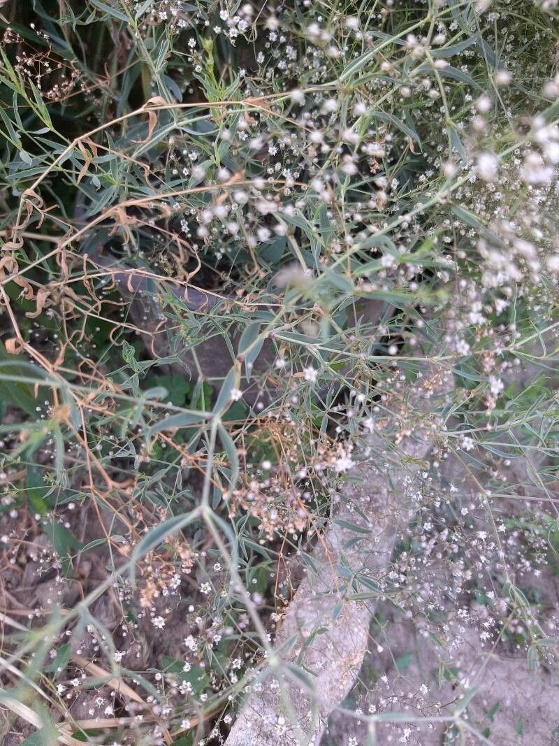 Gypsophila paniculata leaf